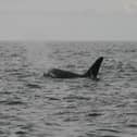 Orcas in Lough Swilly in 2012.