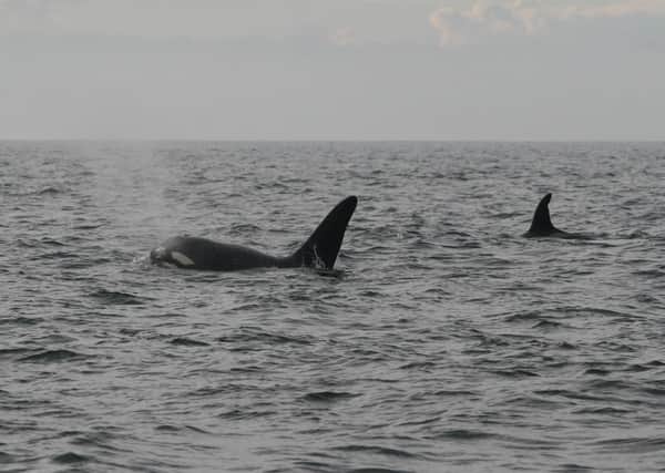 Orcas in Lough Swilly in 2012.