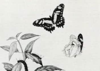 From The Lady Blake Collection.  Edith's Drawings of Jamaican Lepidoptera and Plants.