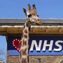 Love NHS sign in the Giraffe House at London Zoo