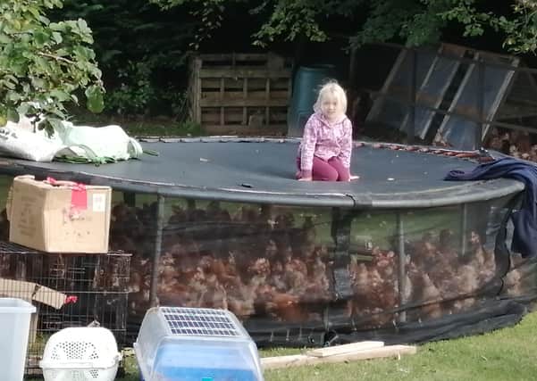Diana McChesney's daughter on top of a trampoline under which are many of the hens which she rescued.