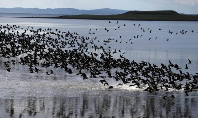 Canadian Brent Geese on the shores of Strangford Lough