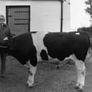 Top price bull – Robert Arthur and Son of Knowehead Road, Templepatrick, Co Antrim, paid a price of 2450 guineas at Balmoral for this bull at a sale held at Balmoral in October 1987. The March 1986 bull was offered by John Patterson and Son of Donaghadee, Co Down. Pictured with the bull is Edmund Arthur, left, and Spencer Gilliland of Dalgety Agriculture. The company made an award to the buyers and sellers of the top priced bulls at the sale. Picture: Farming Life archives