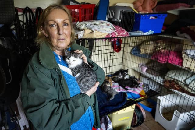 Lyn Friel, founder of the Crosskennan Lane Animal Sanctuary in Antrim, holds a kitten.
