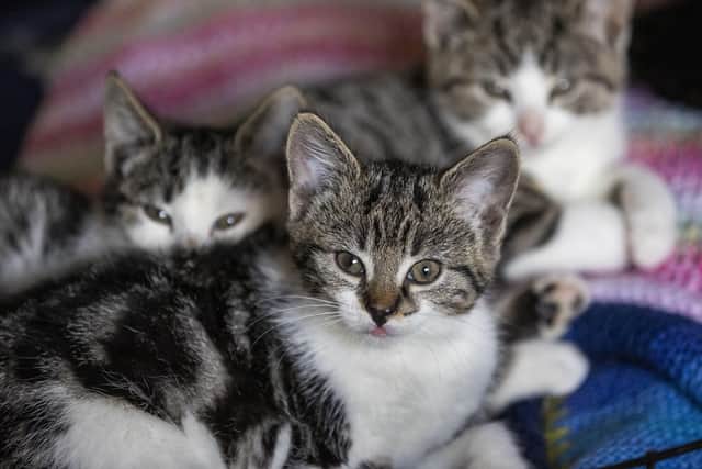 Kittens at Crosskennan Lane Animal Sanctuary in Antrim.