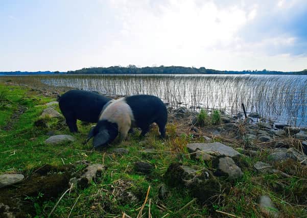 O'Doherty's Butchers. Pigs living in the wild on an island in Lough Erne