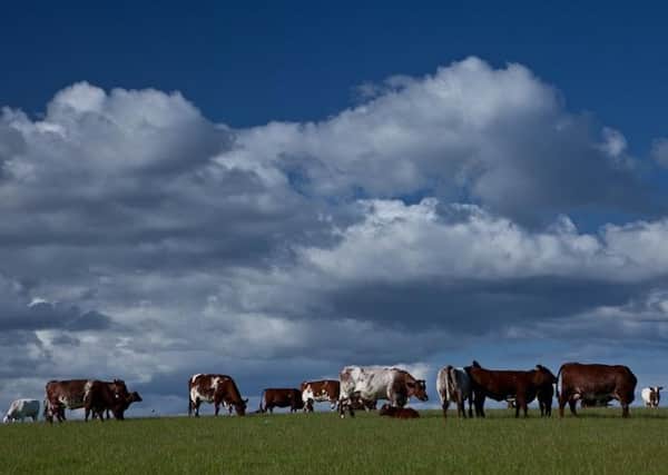 Pedigree Shorthorn cows at Fearn Farm