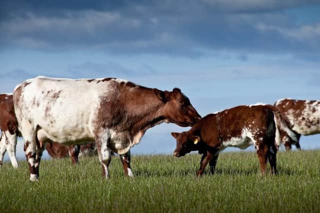 Shorthorn cow and calf at Fearn Farm