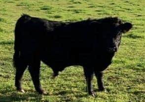 Ballinderry Spartan, owned and bred by McAreavey Family. 1st Un-haltered Bull Calf born in 2020 and Un-haltered Calf Reserve Champion.