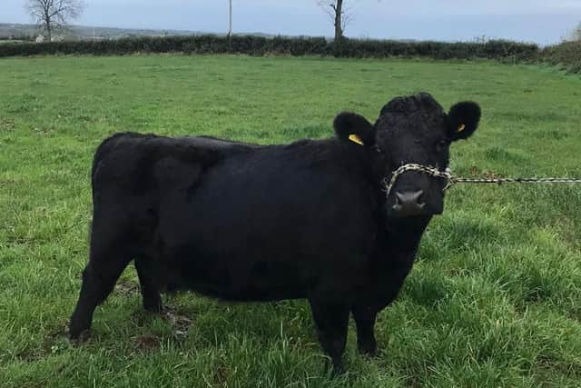 Ballyhartfield Binky, bred by Mike Frazer, owned by Bloomer Family.  1st Haltered Senior cow born before 1st Jan 2017, Haltered Senior Reserve Champion and Overall Haltered Reserve Champion.