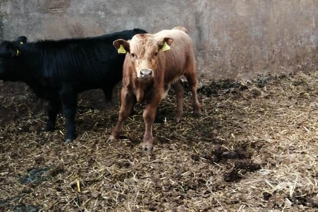 Ballylumford Elon, owned and bred by J and R McCalmont. 3rd Un-haltered Bull calf born in 2020