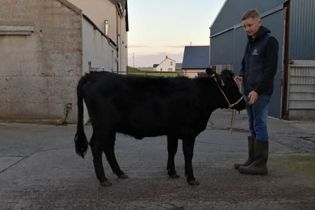 Ballylumford Isabella, owned and bred by J and R McCalmont. 1st Haltered Junior Heifer born in 2019 and Haltered Junior Reserve Champion