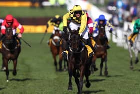 Paul Townend riding Al Boum Photo wins the Magners Cheltenham Gold Cup in March. (Photo by Michael Steele/Getty Images).