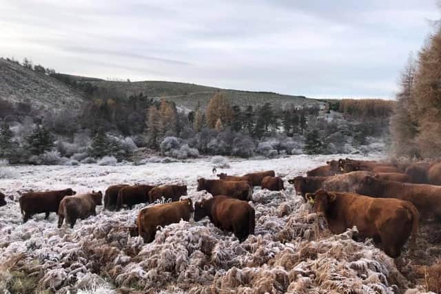 Pedigree Luing cattle outwintered at Fearn