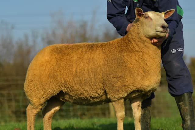 Realising 5500 guineas was this gimmer scanned with twins, selling to Robert Gregory, Shrewsbury