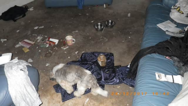 The filthy conditions in which the dog was discovered