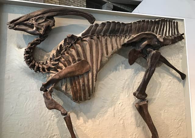 The skeleton of the Parasaurolophus which has been on display at the Royal Ontario Museum, since being discovered in Alberta, Canada in 1920