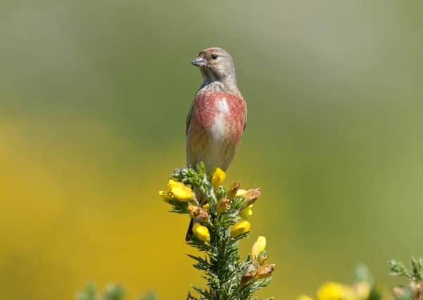 Linnet numbers are down by just over half in Northern Ireland