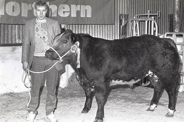 Pictured at the annual Christmas show and sale of beef cattle which was held at Allam's Mart in Belfast in December 1990, is Benny Robinson from Benburb, who is seen holding the reserve champion. The animal, a Belgian Blue, was exhibited by Benny's sister-in-law Pamela Robinson, also from Benburb. Picture: Farming Life/News Letter archives