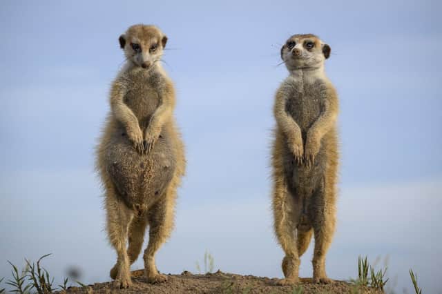 Maghogho, a young meerkat queen and her new partner, Boipuso stand sentry together in the Magkadigkadi, Botswana