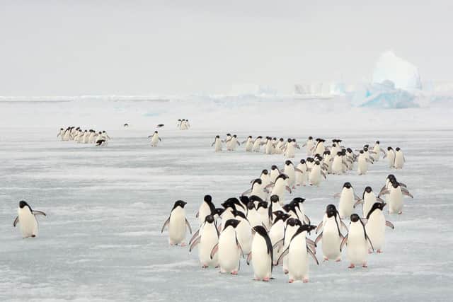 Adelie penguins, who undertake the longest penguin migration on earth to find the best nest site
