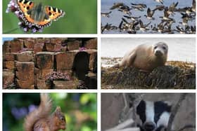 Wildlife has been flourishing in many areas of Northern Ireland due to the large number of people observing the Covid lockdown rules