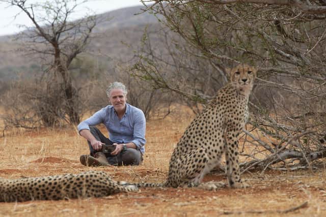 Gordon Buchanan with wild cheetah Savannah and her cubs in Tswalu Kalahari Reserve, South Africa