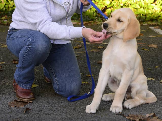 Puppies can’t get rabies vaccinations until 12 weeks old and can’t travel to Northern Ireland until 15 weeks old. Yet they are normally placed in homes from eight weeks old
