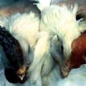 A government image showing a blue, discoloured  crest on an infected bird, next to a normal crested bird on right