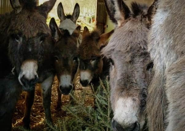 The donkeys love the pine needles, a great source of Vitamin C