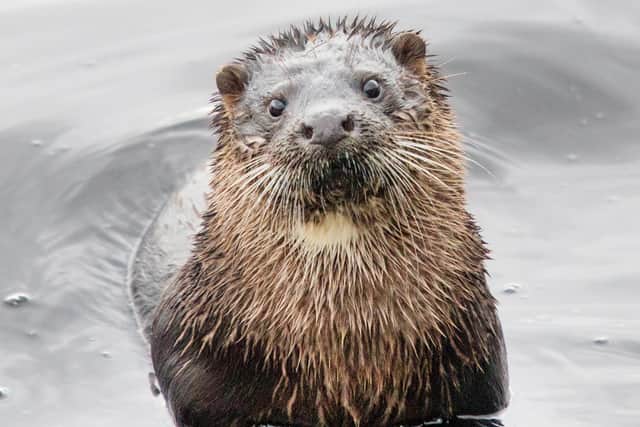 If otters are found, work is to stop immediately