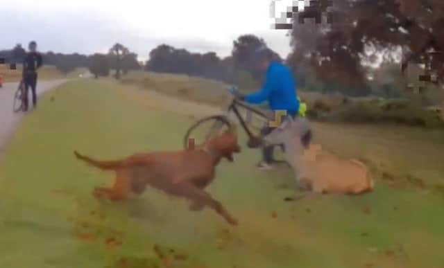Frame taken from video released by London's Metropolitan Police of a red setter dog attacking a deer in Richmond Park.