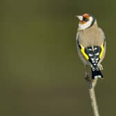 Big Garden Birdwatch, the world’s largest garden wildlife survey, returns on January 29-31: www.rspb.org.uk/birdwatch