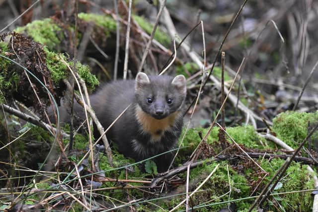 It is thought Crom is home to 12 pine martens