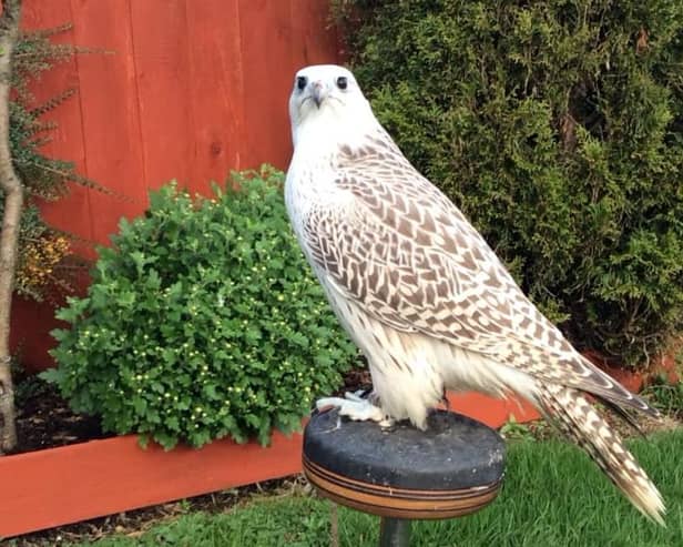 The falcon has been missing since January 8.