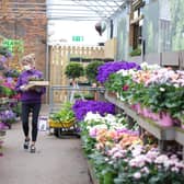 Garden centres can no longer buy plants from Great Britain if they even have a few particles of British soil on their roots – but can buy them planted in peat