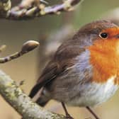 Nearly 40% of NI people saw wildlife near homes they’d not noticed before