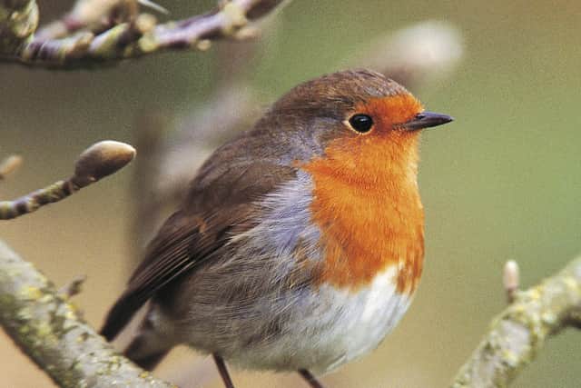 Nearly 40% of NI people saw wildlife near homes they’d not noticed before