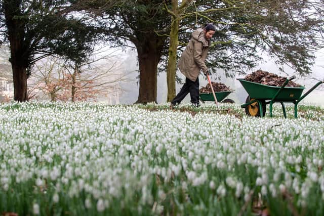 Gardener Andrea Topalovic Arthan amid the first snowdrops of the season at Audley End House and Gardens in Saffron Waldon, Essex on Thursday. Photo: Joe Giddens/PA Wire