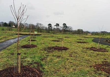 One hundred Sakura cherry trees have been planted at Ahoghill New Park