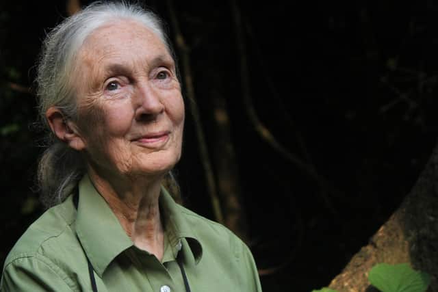 Dr Jane Goodall in Gombe National Park