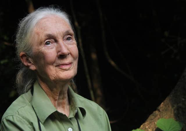 Dr Jane Goodall in Gombe National Park