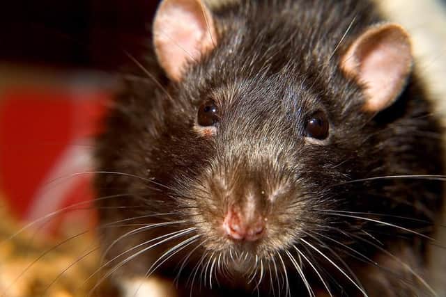 Some people have reported seeing more rats this winter than in previous ones