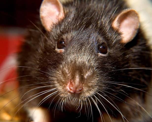 Some people have reported seeing more rats this winter than in previous ones