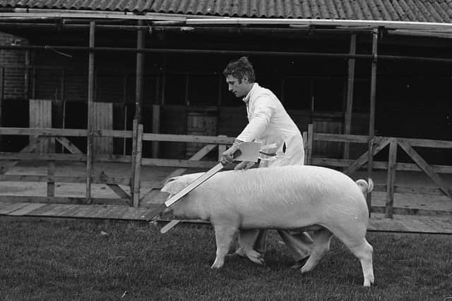 Mr Cyril Millar from Coleraine, Co Londonderry, with his reserve champion Landrace boar at the Balmoral spring show and sale in February 1982. Picture: Farming Life archives