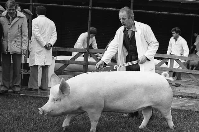 Mr Ambrose Kelly from Dungannon, Co Tyrone, with his Large White supreme champion gilt at the Balmoral spring show and sale in February 1982. Picture: Farming Life archives