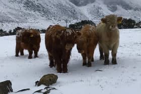 Highland calves in the snow in the Mournes this weekend. Picture: Stephen Rooney