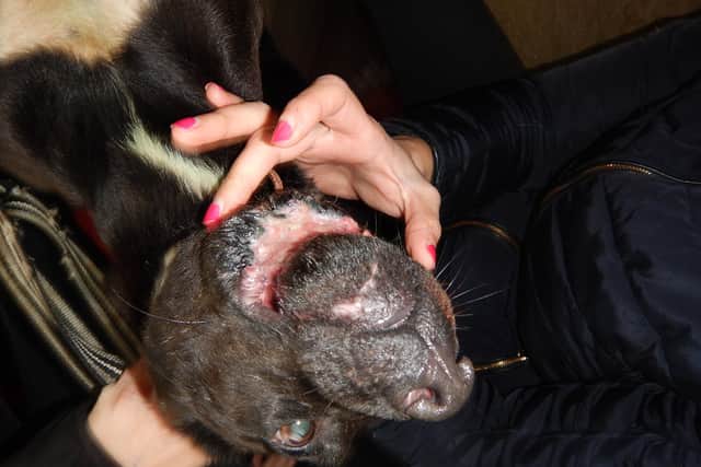 The Patterdale Terrier type suffered a severe injury to its lower jaw which had been left untreated and become infected.