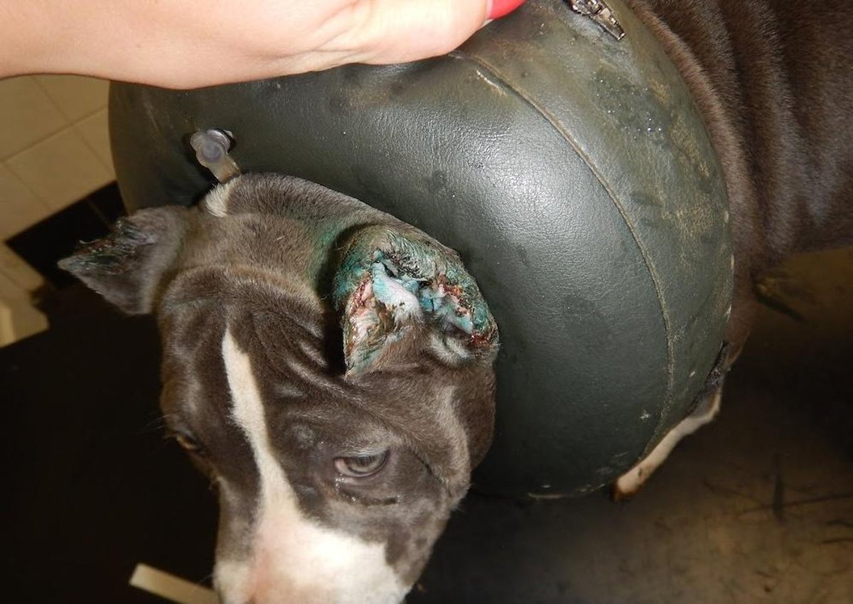 Horrific photos show 'disgraceful' cruelty to two dogs: Man and woman fined  | Belfast News Letter