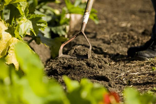 Weeding with a hoe in the vegetable garden at Florence Court, Co Fermanagh